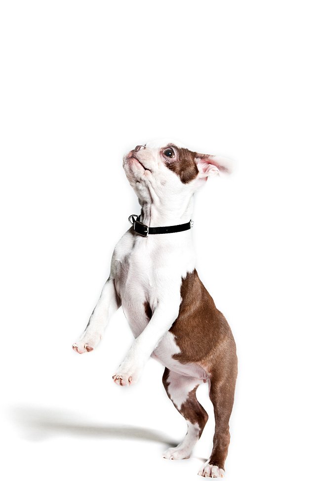Lifestyle Pet Photography