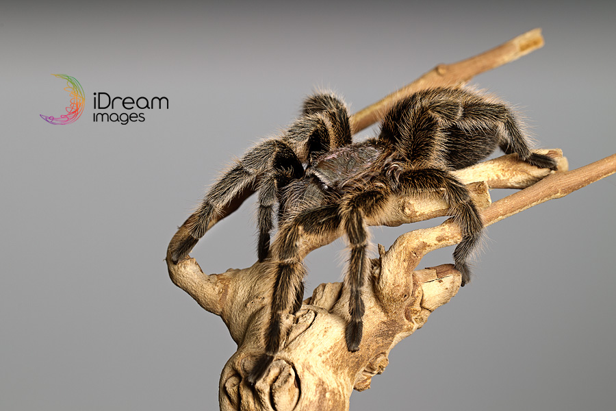 Tarantuala Photographs