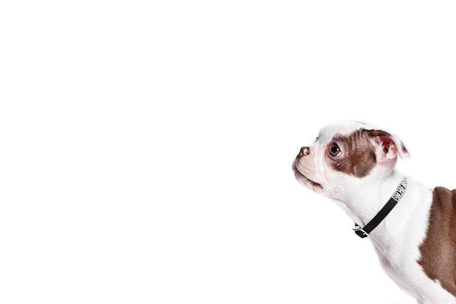 Boston Terrier Pet Phortrait
