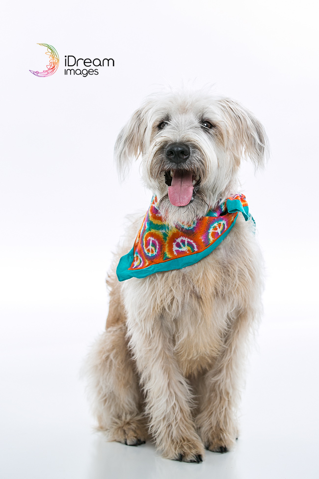 Chillicothe Ohio Pet Photographers