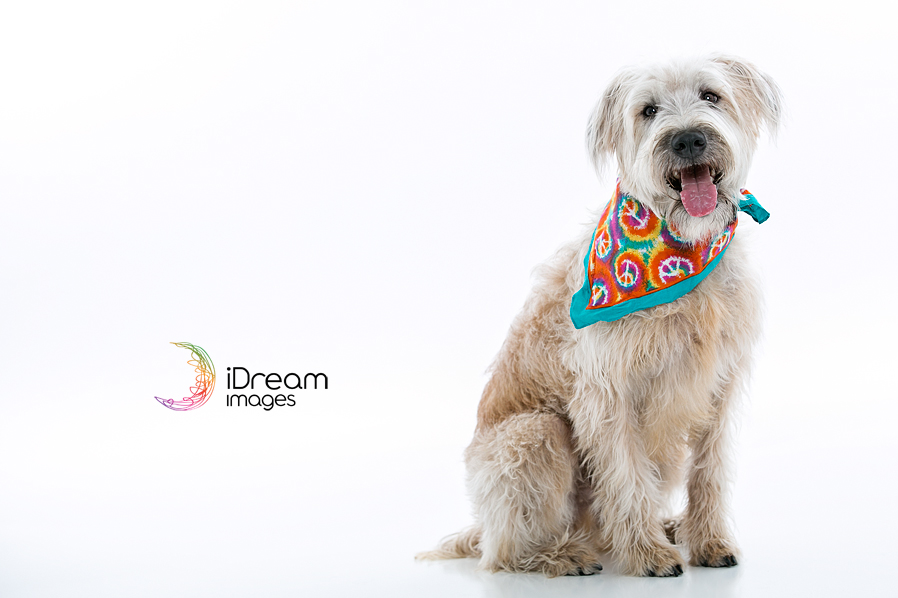Chillicothe Ohio Pet Photographer