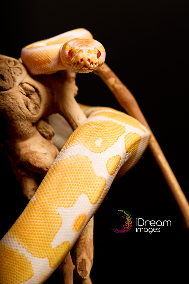 Photography of snakes