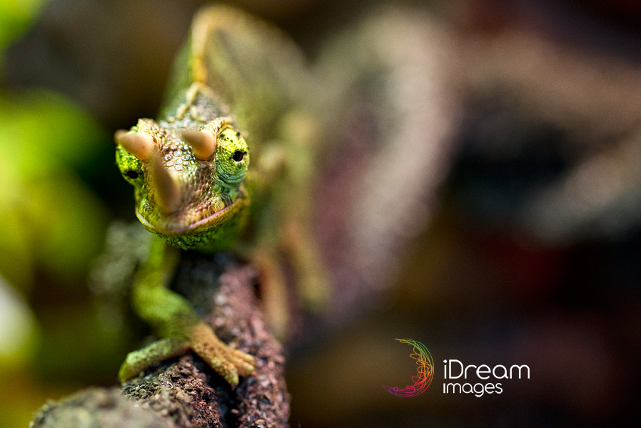 jackson chameleon Photos