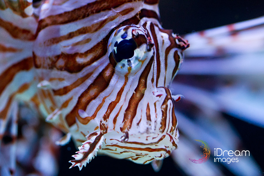 Pictures of Fish