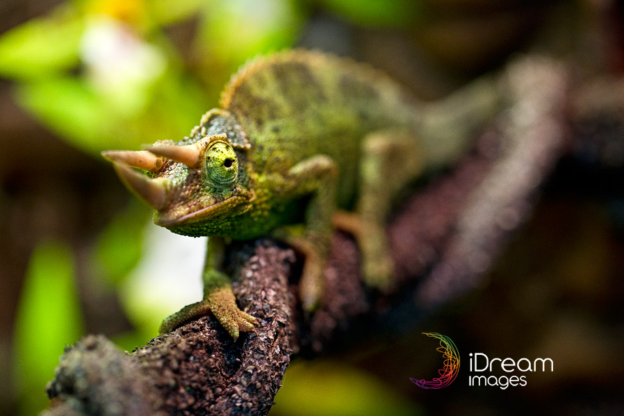 Chameleon Photos