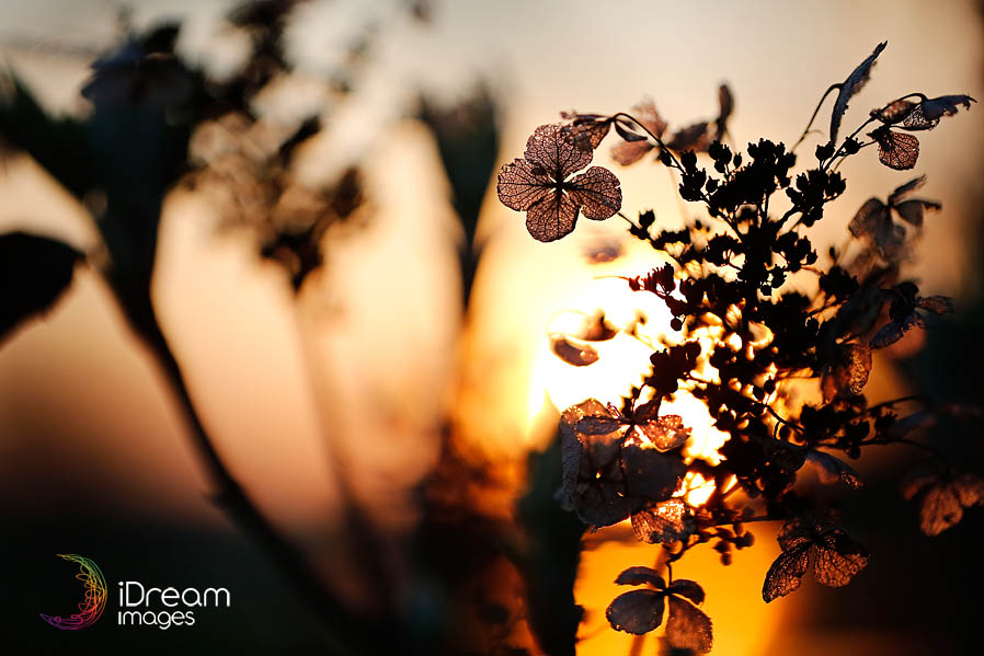 Canon 5D3 100 macro