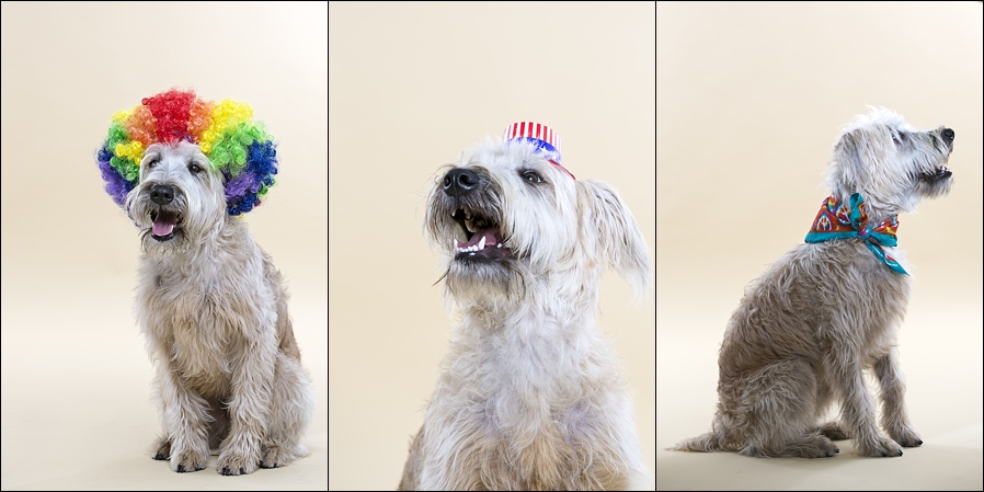 Ohio Pet Photographer