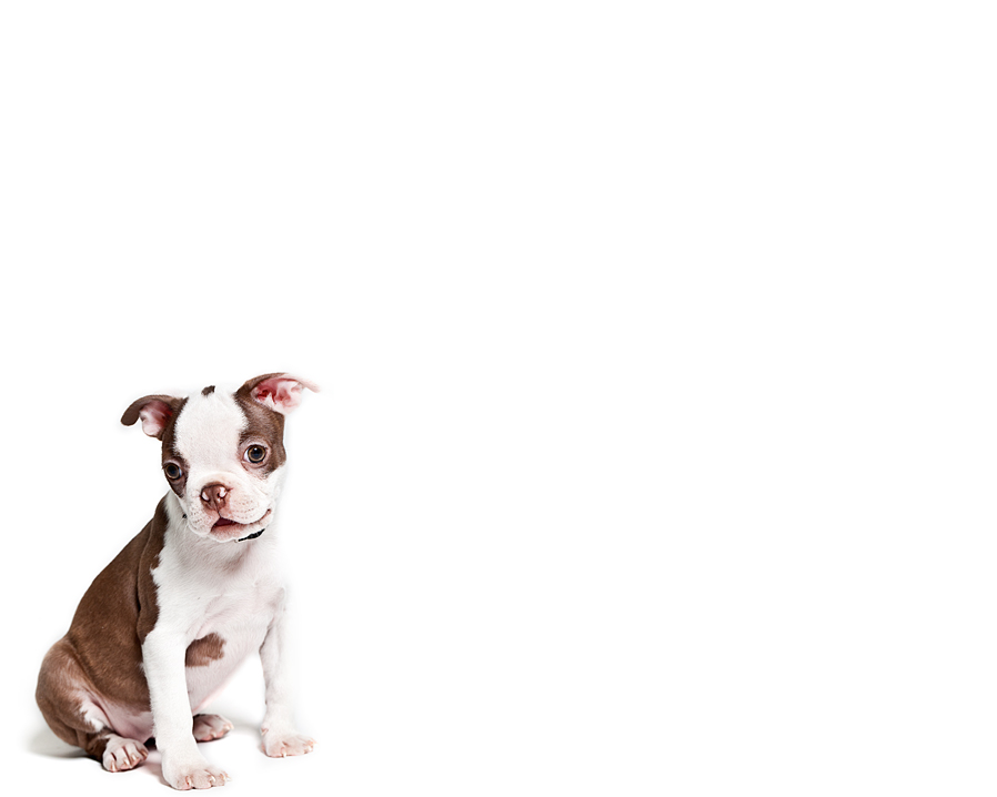 Slate Boston Terrier Puppy
