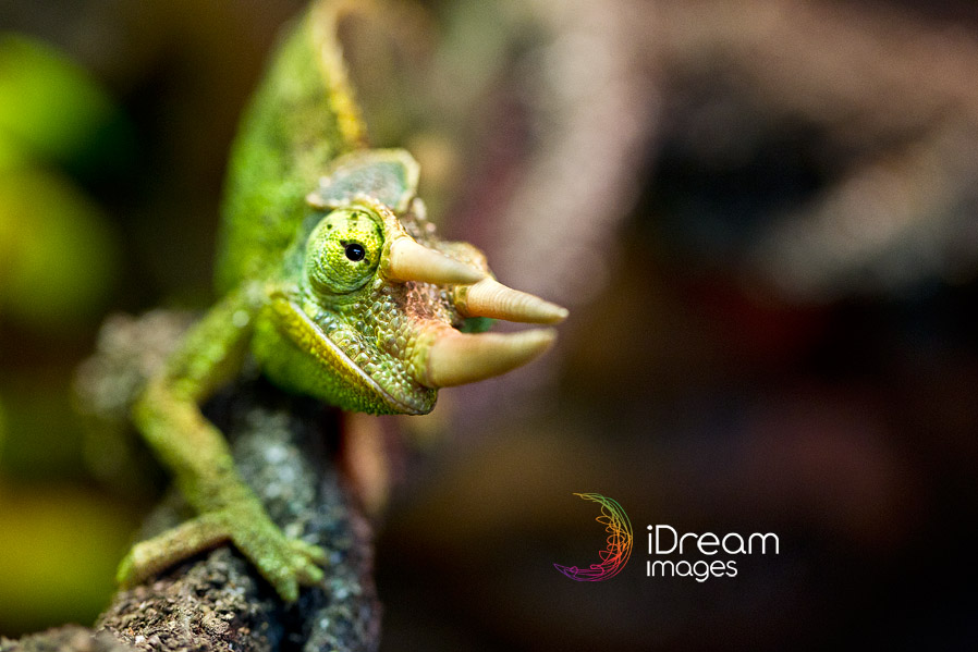 Reptile Photography